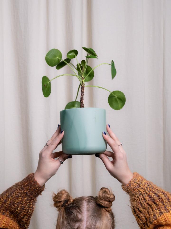 pilea