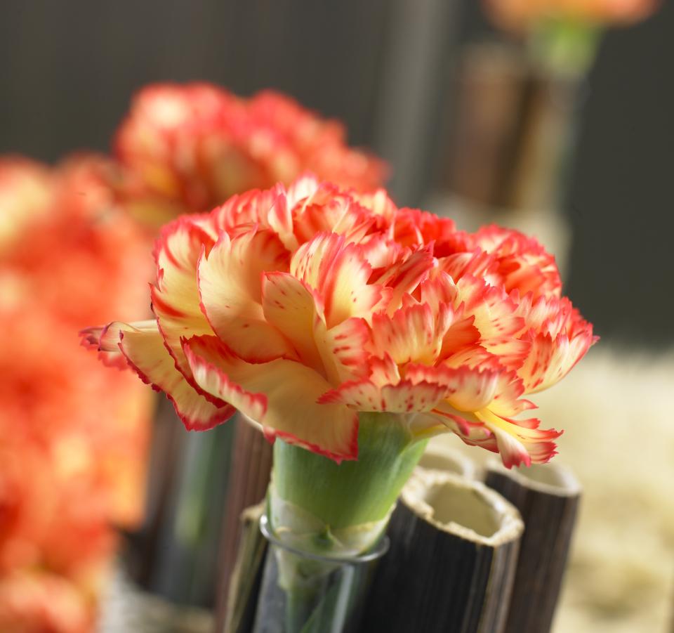 lajoiedesfleurs.fr oeillet carnation bicolor