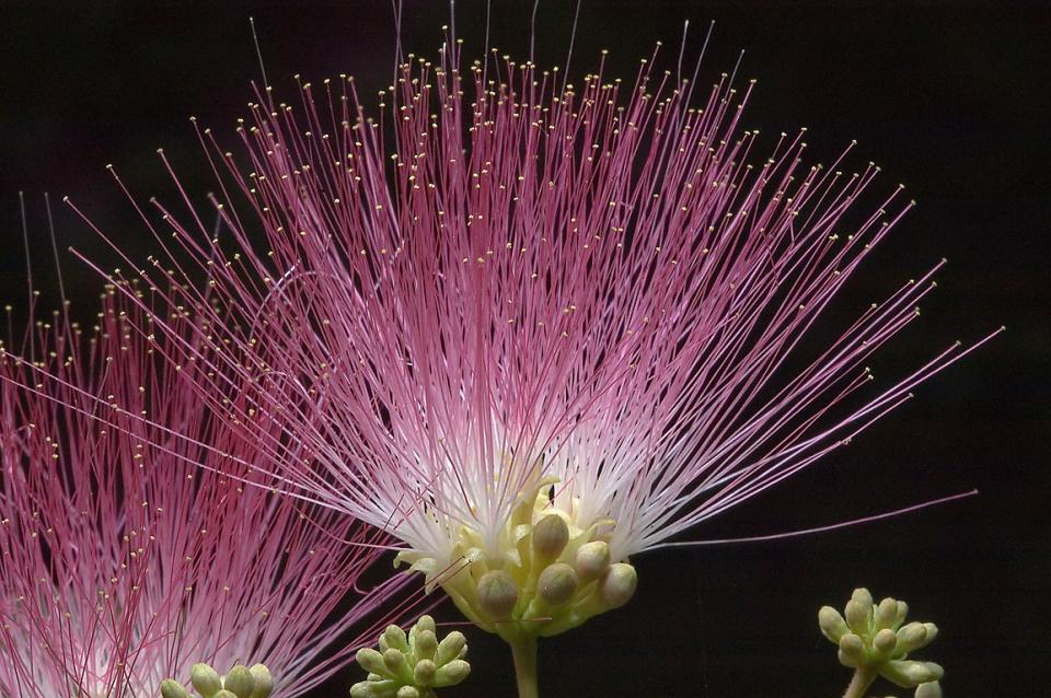 Lajoiedesfleurs.fr fleurs de feu artifice