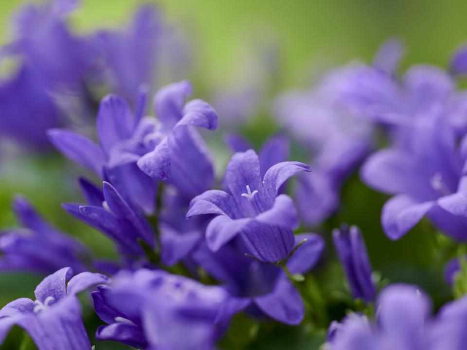 Campanula | borderplant | kruipende plant