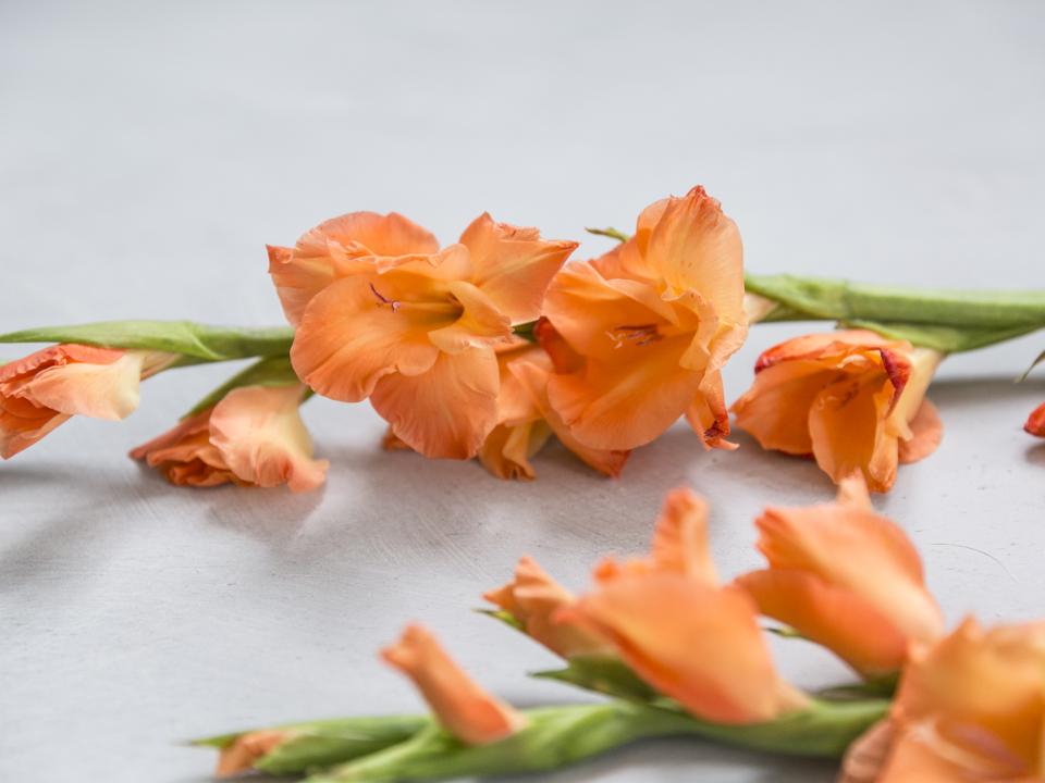 oranje gladiool | gladiolus | snijbloem gladiool