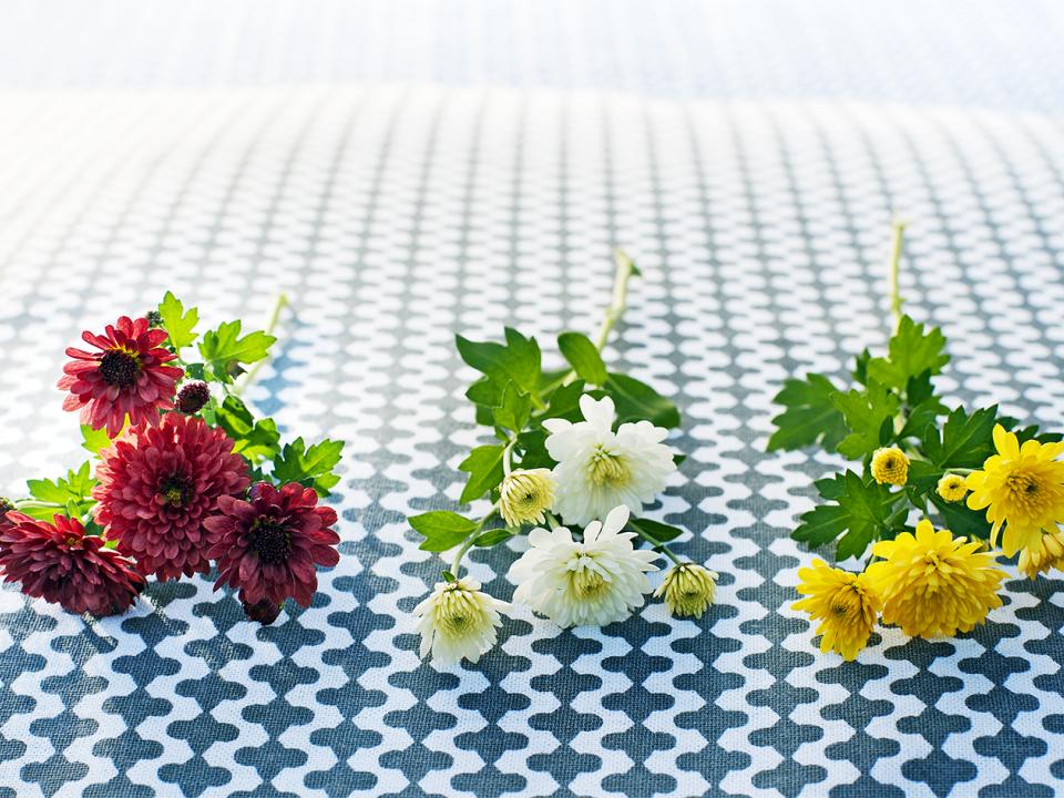 chrysant snijbloem