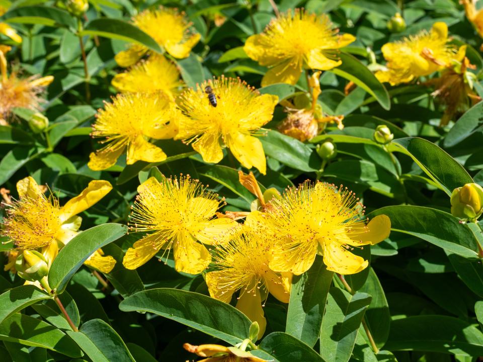 gele bloemen hypericum | herfstplant geel