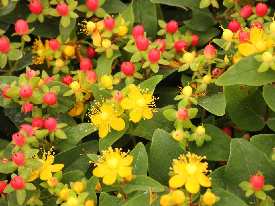 Hypericum | herfstbloem gele bloemen en rode besjes