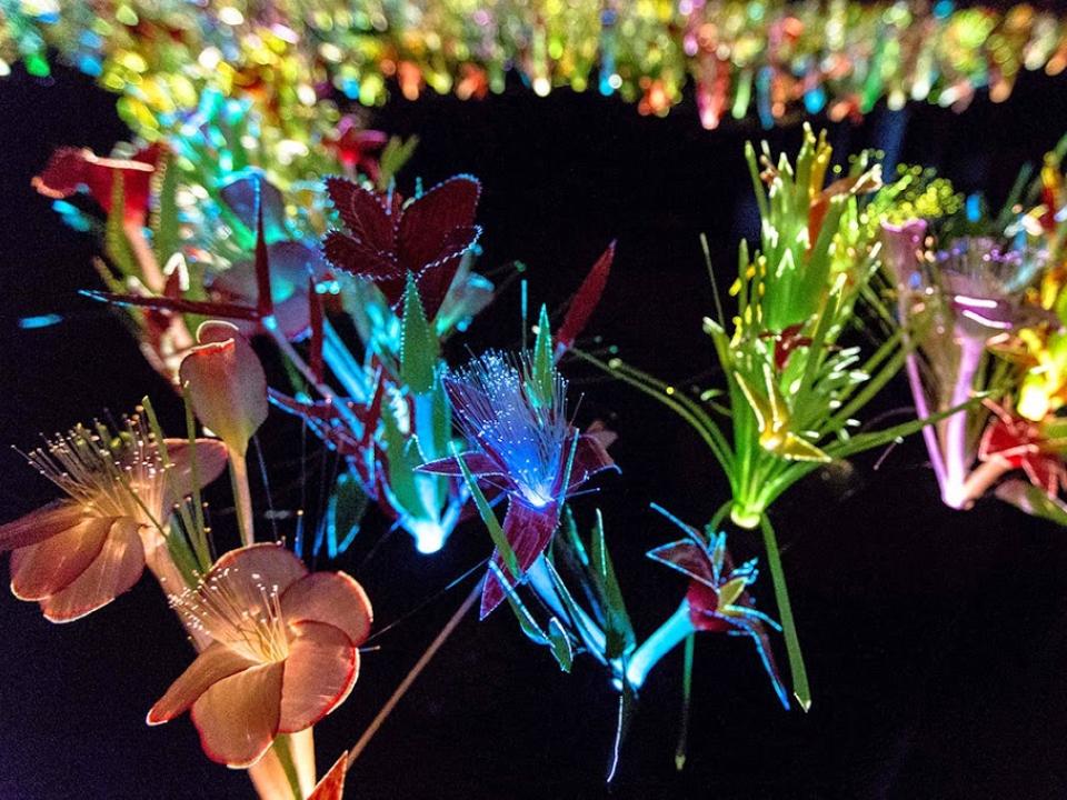 lajoiedesfleurs.fr Les fleurs lumineuses 