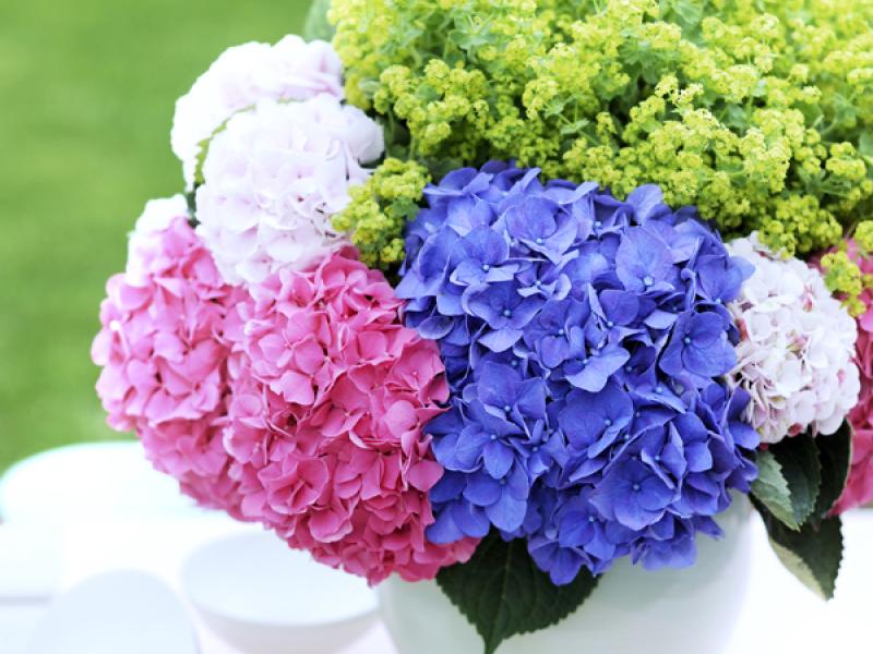 Conseils De Style Hortensia La Joie Des Fleurs