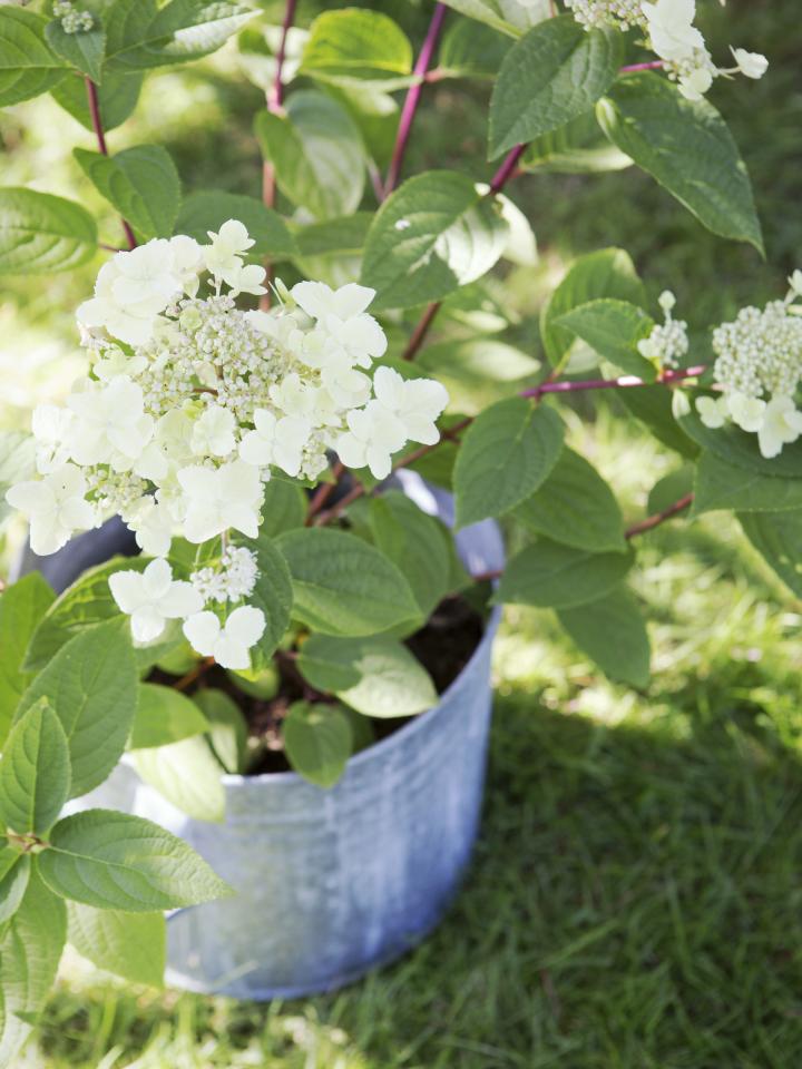 hortensia schermbloem | hydrangea in pot