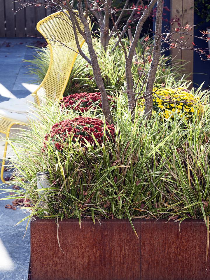 chrysant in border planten