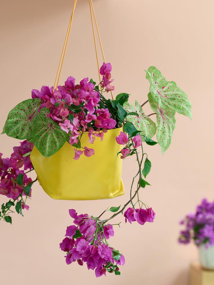 bougainvillea | slinger van plant | levende slinger