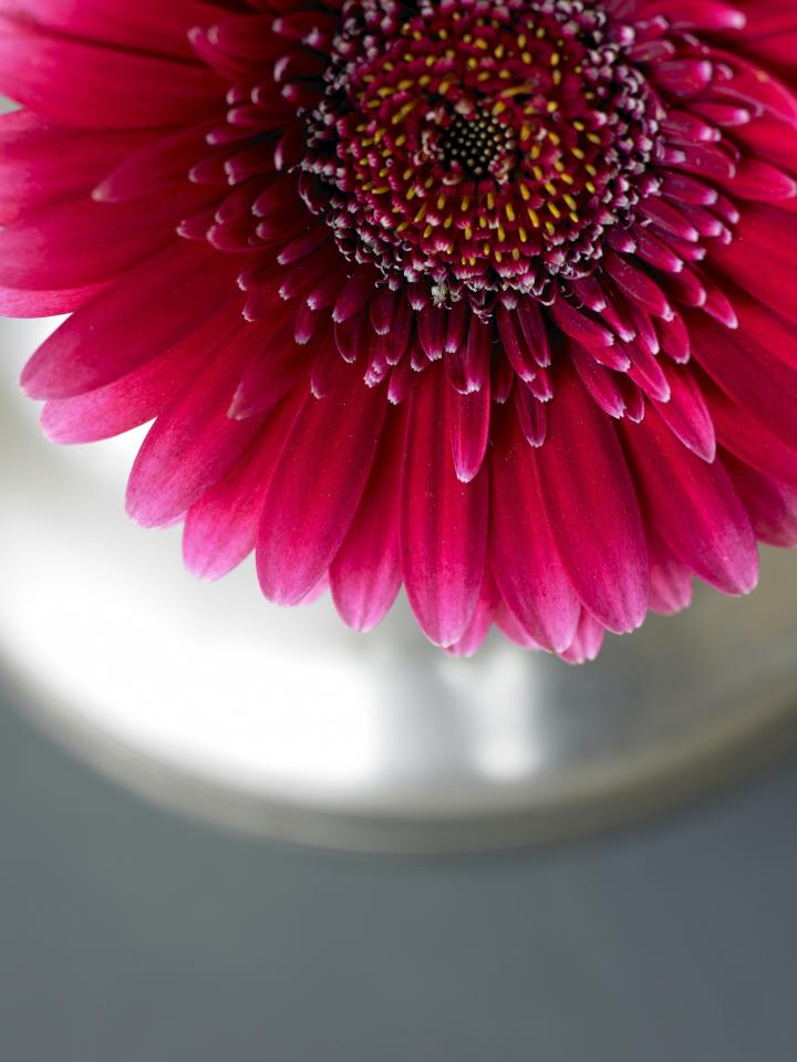 lajoiedesfleurs.fr gerbera morpion dames jeu