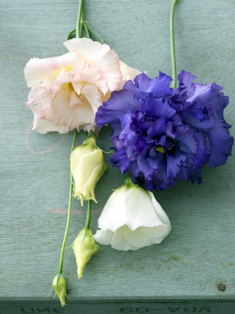 Sterke bloemen, voor sterke mama’s Moederdag Mooiwatbloemendoen.nl