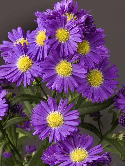 aster