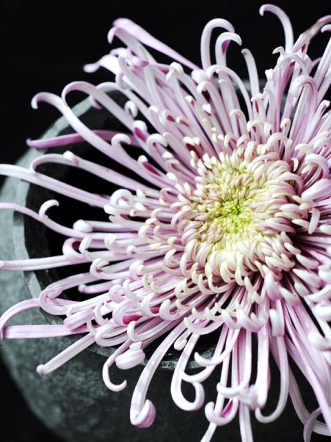 Collage de photos de chrysanthèmes de formes et couleurs différentes