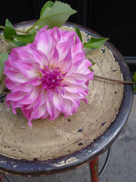 lajoiedesfleurs.fr dahlias souvenir vase nostalgie